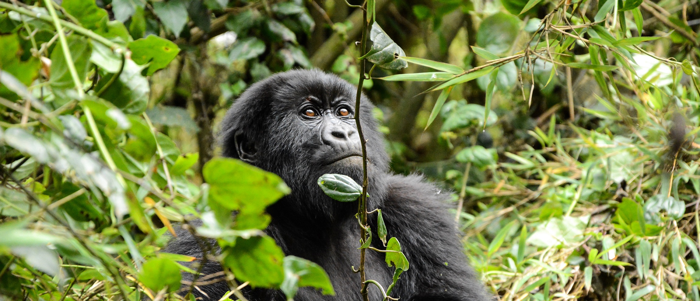 Gorilla Trekking | Onsafari Kenya Ltd